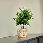 Cozy Modern Km 0 * Craiova